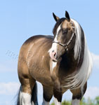 T_01-Passion_Buck.jpg